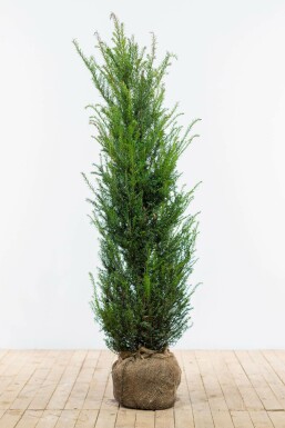If Ă  baies Taxus baccata Haie 120-140 Motte If Commun / Taxus Baccata 120-140 cm