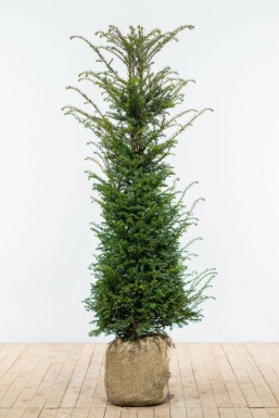 If Ă  baies Taxus baccata Haie 140-160 Motte If Commun / Taxus Baccata 140-160 cm