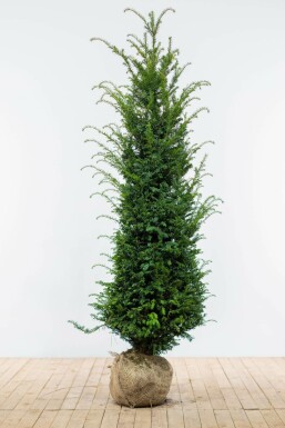If Ă  baies Taxus baccata Haie 160-180 Motte If Commun / Taxus Baccata 160-180 cm