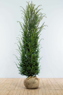 If Ă  baies Taxus baccata Haie 180-200 Motte If Commun / Taxus Baccata 180-200 cm
