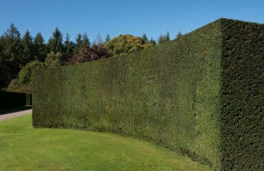 If Commun / Taxus Baccata 180-200 cm
