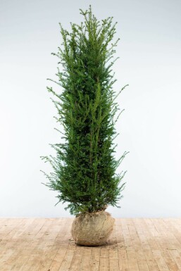 If Commun / Taxus Baccata 200-225 cm