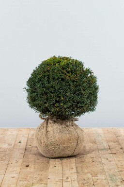 If Ă  baies Taxus baccata Boule 30-40 Motte If / Taxus Baccata Boule 30-40 cm