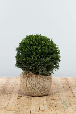 If Ă  baies Taxus baccata Boule 40-50 Motte If / Taxus Baccata Boule 40-50 cm