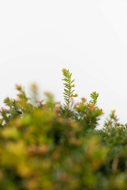 If Ă  baies Taxus baccata Boule 40-50 Motte If / Taxus Baccata Boule 40-50 cm