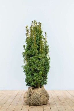 If à baies Taxus baccata 'David' Haie 60-80 Motte If / Taxus Baccata David 60-80 cm