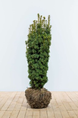 If à baies Taxus baccata 'David' Haie 80-100 Motte If / Taxus Baccata David 80-100 cm