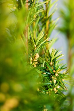 If à baies Taxus baccata 'David' Haie 80-100 Motte If / Taxus Baccata David 80-100 cm