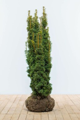 If à baies Taxus baccata 'David' Haie 100-120 Motte If / Taxus Baccata David 100-120 cm