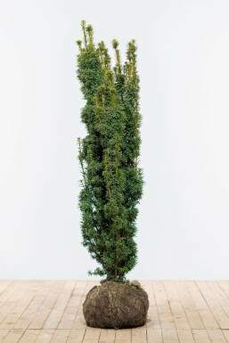 If à baies Taxus baccata 'David' Haie 120-140 Motte If / Taxus Baccata David 120-140 cm