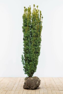 If à baies Taxus baccata 'David' Haie 140-160 Motte If / Taxus Baccata David 140-160 cm