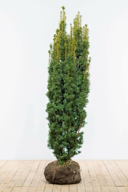 If à baies Taxus baccata 'David' Haie 160-180 Motte If / Taxus Baccata David 160-180 cm
