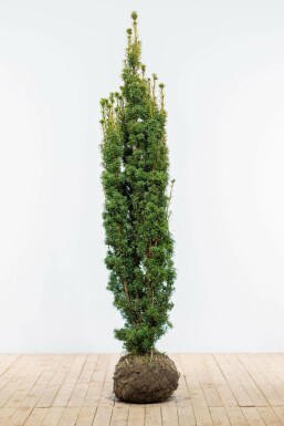 If à baies Taxus baccata 'David' Haie 180-200 Motte If / Taxus Baccata David 180-200 cm