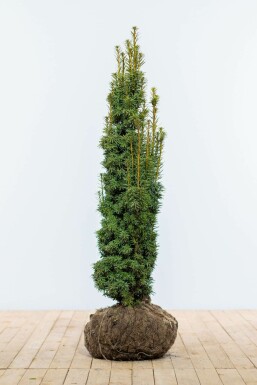 If à baies Taxus baccata 'Fastigiata Aurea' Haie 100-120 Motte If / Taxus Baccata Fastigiata Aurea 100-120 cm