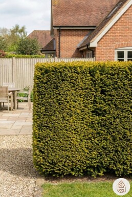 If / Taxus Baccata Fastigiata Aurea 120-140 cm