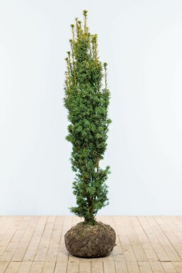 If à baies Taxus baccata 'Fastigiata Aurea' Haie 140-160 Motte If / Taxus Baccata Fastigiata Aurea 140-160 cm