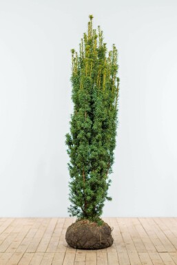If / Taxus Baccata Fastigiata Aurea 160-180 cm