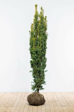 If à baies Taxus baccata 'Fastigiata Aurea' Haie 180-200 Motte If / Taxus Baccata Fastigiata Aurea 180-200 cm