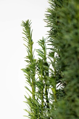 If à baies Taxus baccata 'Fastigiata Robusta' Haie 80-100 Motte If / Taxus Baccata Fastigiata Robusta 80-100 cm