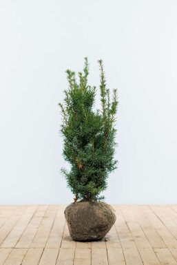 If hybride Taxus × media 'Hicksii' Haie 60-80 Motte If Hybride / Taxus Media Hicksii 60-80 cm