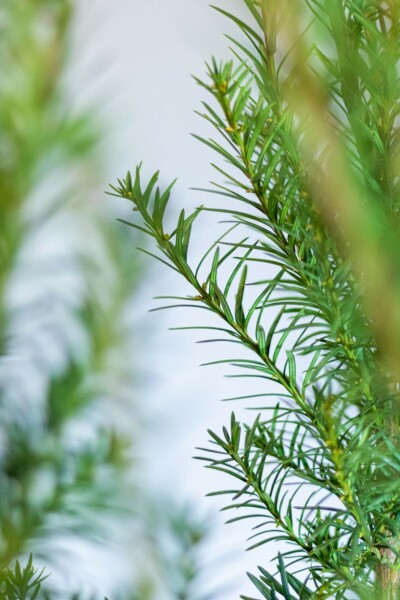 If hybride Taxus × media 'Hicksii' Haie 60-80 Motte If Hybride / Taxus Media Hicksii 60-80 cm