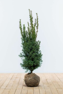 If Hybride / Taxus Media Hicksii