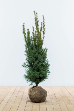If hybride Taxus Ă media 'Hicksii' Haie 80-100 Motte If Hybride / Taxus Media Hicksii 80-100 cm