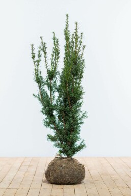 If hybride Taxus Ă media 'Hicksii' Haie 100-120 Motte If Hybride / Taxus Media Hicksii 100-120 cm