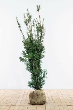 If hybride Taxus Ă media 'Hicksii' Haie 120-140 Motte If Hybride / Taxus Media Hicksii 120-140 cm