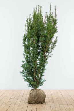 If hybride Taxus Ă media 'Hicksii' Haie 140-160 Motte If Hybride / Taxus Media Hicksii 140-160 cm