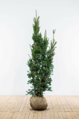 If hybride Taxus Ă media 'Hicksii' Haie 160-180 Motte If Hybride / Taxus Media Hicksii 160-180 cm
