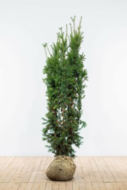 If hybride Taxus × media 'Hicksii' Haie 180-200 Motte