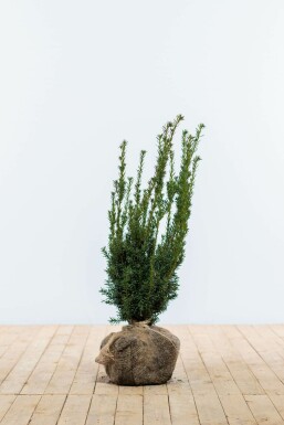 Ta×us × media 'hillii' Taxus × media 'Hillii' Haie 60-80 Motte If Hybride / Taxus Media Hillii 60-80 cm
