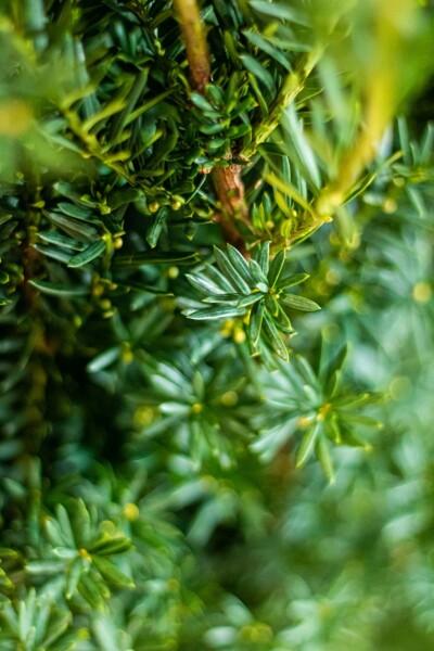 Ta×us × media 'hillii' Taxus × media 'Hillii' Haie 60-80 Motte If Hybride / Taxus Media Hillii 60-80 cm