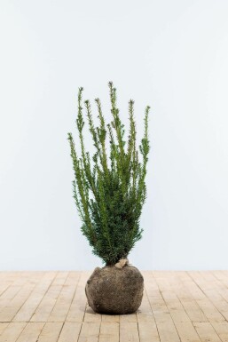 TaĂus Ă media 'hillii' Taxus Ă media 'Hillii' Haie 80-100 Motte If Hybride / Taxus Media Hillii 80-100 cm
