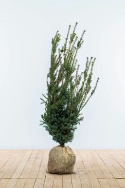 TaĂus Ă media 'hillii' Taxus Ă media 'Hillii' Haie 100-120 Motte If Hybride / Taxus Media Hillii 100-120 cm