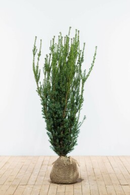 TaĂus Ă media 'hillii' Taxus Ă media 'Hillii' Haie 120-140 Motte If Hybride / Taxus Media Hillii 120-140 cm