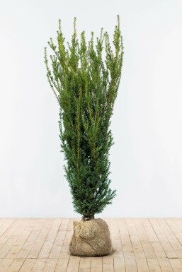 TaĂus Ă media 'hillii' Taxus Ă media 'Hillii' Haie 140-160 Motte If Hybride / Taxus Media Hillii 140-160 cm
