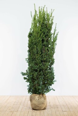 TaĂus Ă media 'hillii' Taxus Ă media 'Hillii' Haie 160-180 Motte If Hybride / Taxus Media Hillii 160-180 cm
