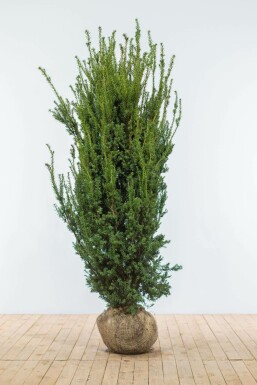 TaĂus Ă media 'hillii' Taxus Ă media 'Hillii' Haie 180-200 Motte If Hybride / Taxus Media Hillii 180-200 cm