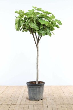 Figuier d'Europe Ficus carica Sur tige 15-20 150-175 Pot Figuier / Ficus Carica Sur tige/stipe/tronc 150-175 cm