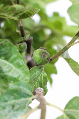 Figuier d'Europe Ficus carica Sur tige 15-20 150-175 Pot Figuier / Ficus Carica Sur tige/stipe/tronc 150-175 cm