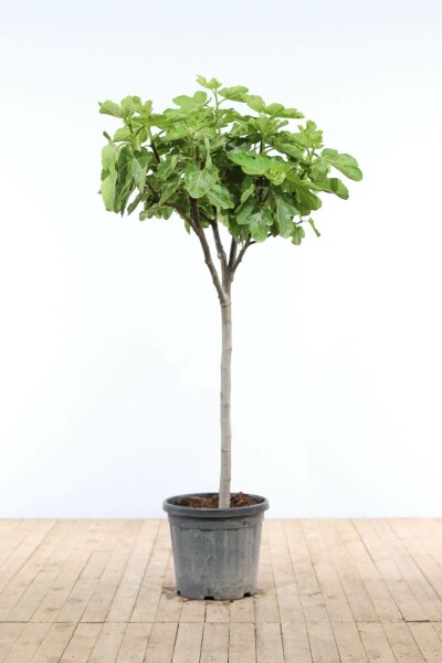 Figuier d'Europe Ficus carica Sur tige 20-30 175-200 Pot Figuier / Ficus Carica Sur tige/stipe/tronc 175-200 cm