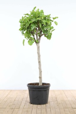 Figuier d'Europe Ficus carica Sur tige 40-50 175-200 Pot