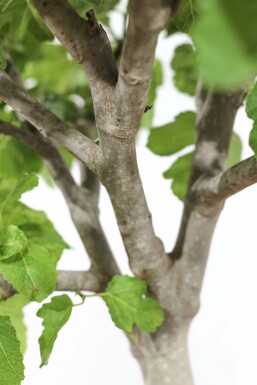 Figuier d'Europe Ficus carica Sur tige 40-50 175-200 Pot Figuier / Ficus Carica Sur tige/stipe/tronc 175-200 cm
