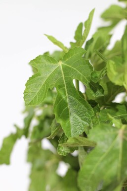 Figuier d'Europe Ficus carica Sur tige 40-50 175-200 Pot Figuier / Ficus Carica Sur tige/stipe/tronc 175-200 cm