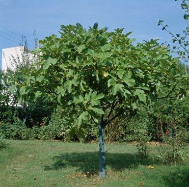 Figuier d'Europe Ficus carica Sur tige 40-50 175-200 Pot Figuier / Ficus Carica Sur tige/stipe/tronc 175-200 cm
