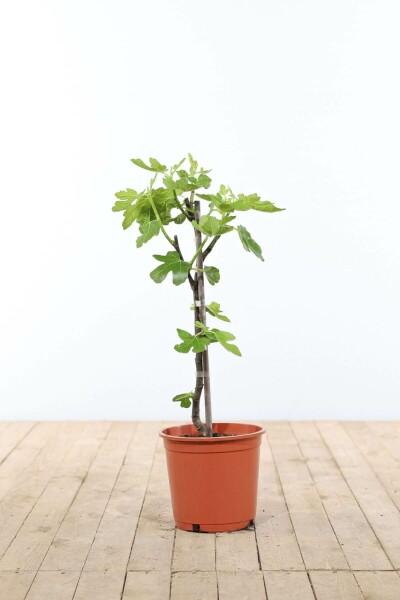 Figuier d'Europe Ficus carica Bâton 40-60 Pot Figuier / Ficus Carica Bâton 40-60 cm