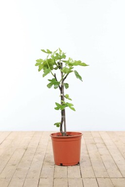 Figuier d'Europe Ficus carica Bâton 40-60 Pot