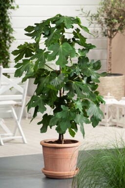 Figuier d'Europe Ficus carica Bâton 40-60 Pot Figuier / Ficus Carica Bâton 40-60 cm